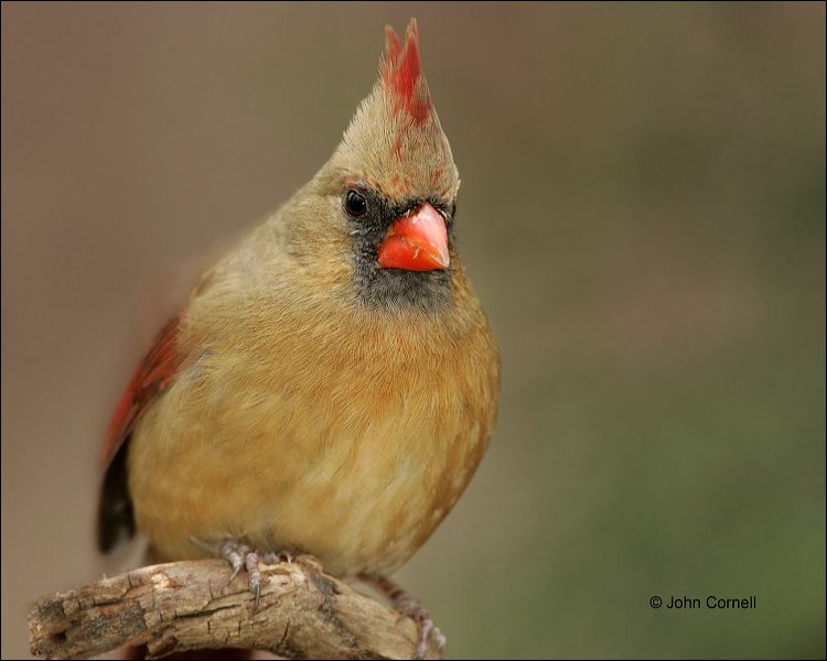 Northern Cardinal;Cardinal;Female;one animal;close-up;color image;nobody;photography;day;outdoors. Wildlife;birds;animals in the wild;Cardinalis cardinalis